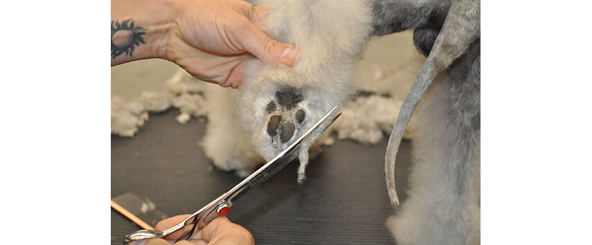 How to Groom a Bedlington Terrier